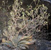 Image of Patagonia Mountain leatherpetal