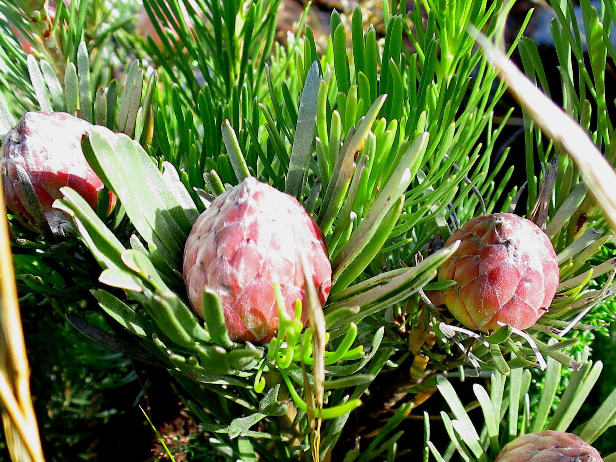 Image of Linear-leaf Conebush