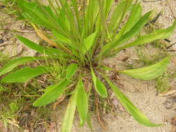 Image of Ribwort Plantain