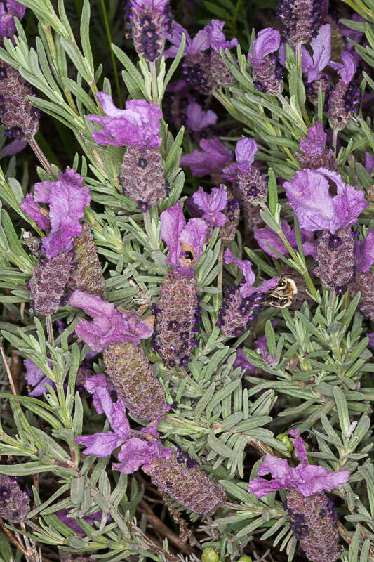 Image of French lavender