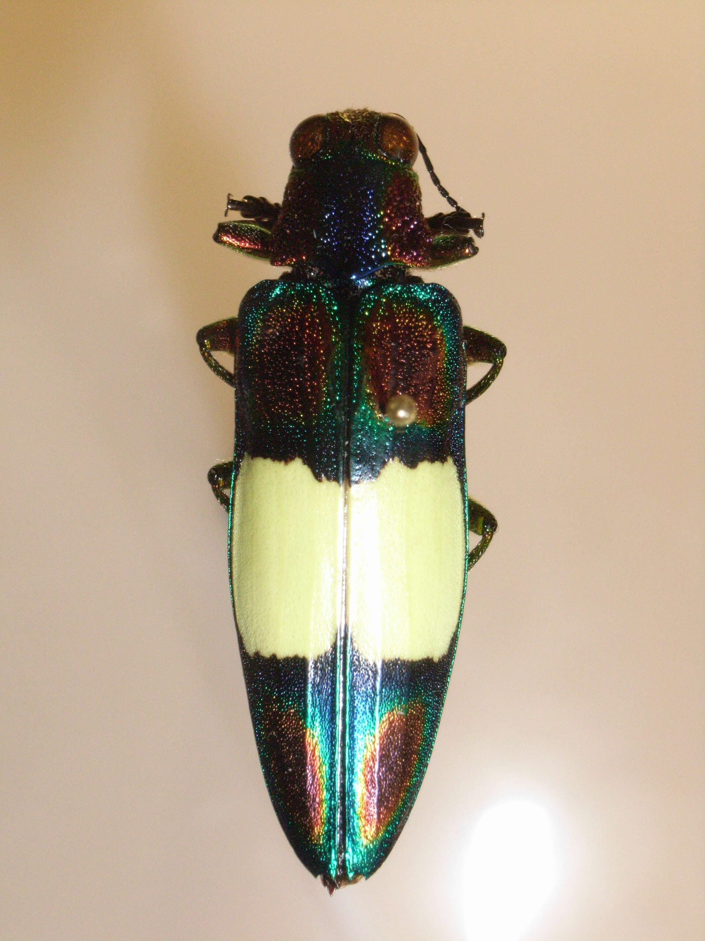 Imagem de Chrysochroa ocellata (Fabricius 1775)