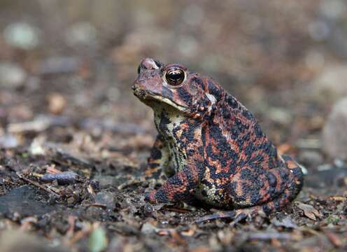 Image of American Toad