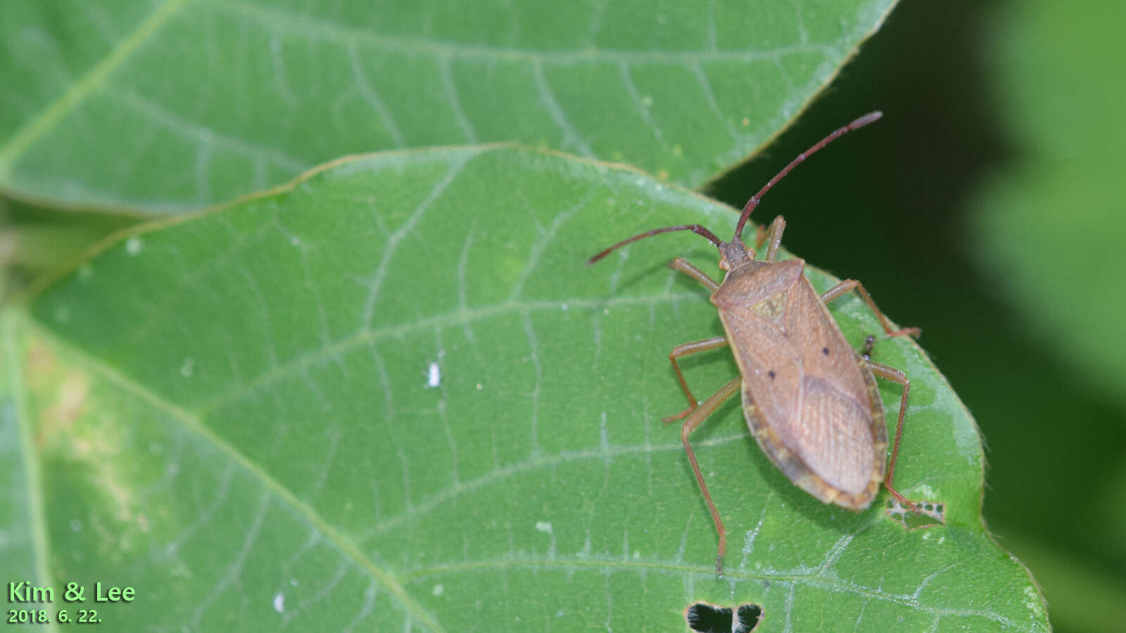 Plancia ëd Homoeocerus (Tliponius) unipunctatus (Thunberg 1783)