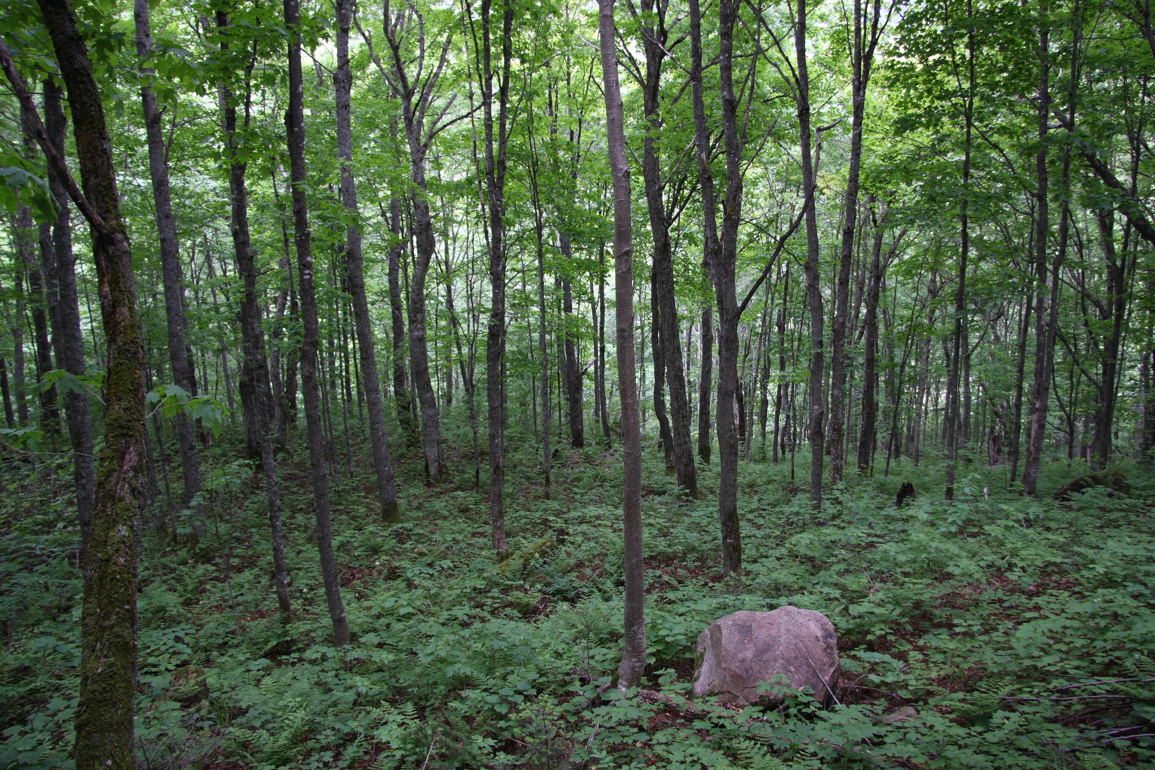 Image of Gray birch