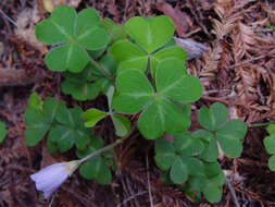 Image of redwood-sorrel