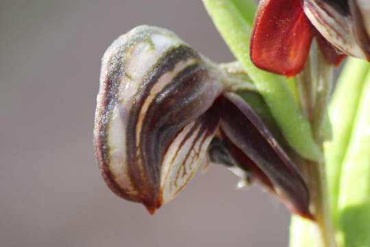 Image of Red-banded greenhood