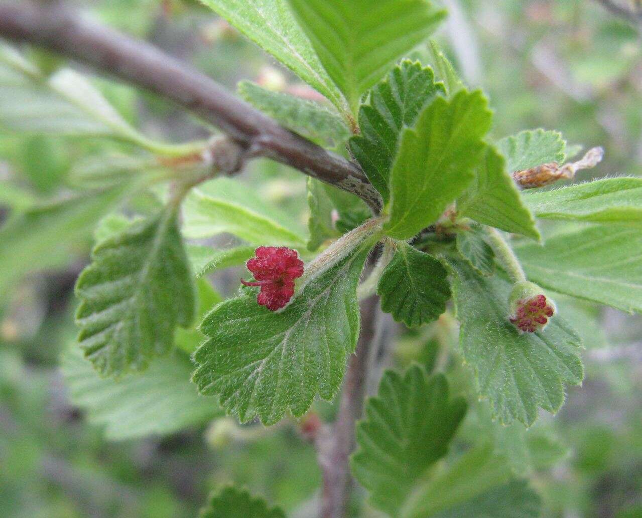 Image of alderleaf mountain mahogany