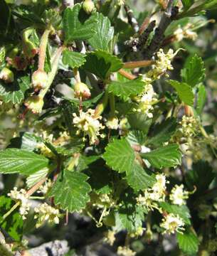 Image of alderleaf mountain mahogany