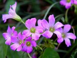 Image of windowbox woodsorrel