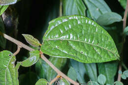 Image of Lycianthes ocellata (J. D. Sm.) Morton & Standl.