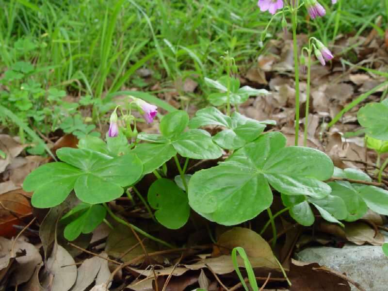 Sivun Oxalis articulata subsp. rubra (A. St.-Hil.) Lourteig kuva