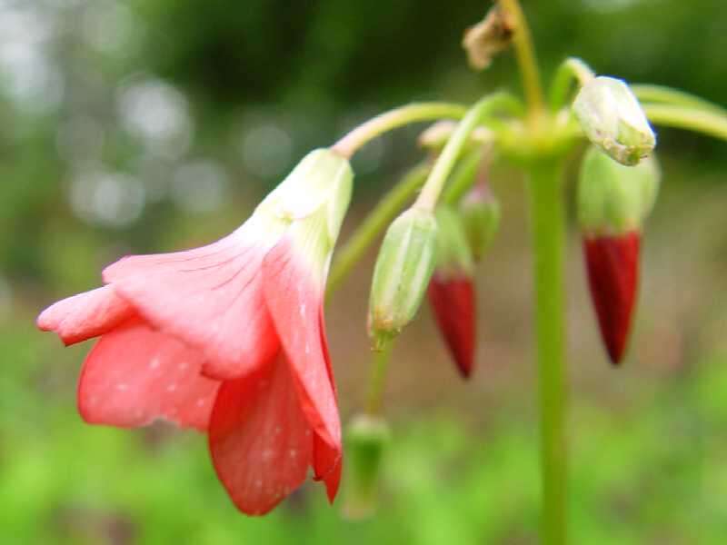 Image of Four-leaved Sorrel