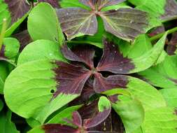 Image of Four-leaved Sorrel