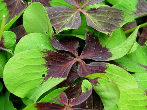 Imagem de Oxalis tetraphylla Cav.