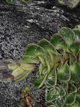 Image of Ourisia glandulosa Hook. fil.