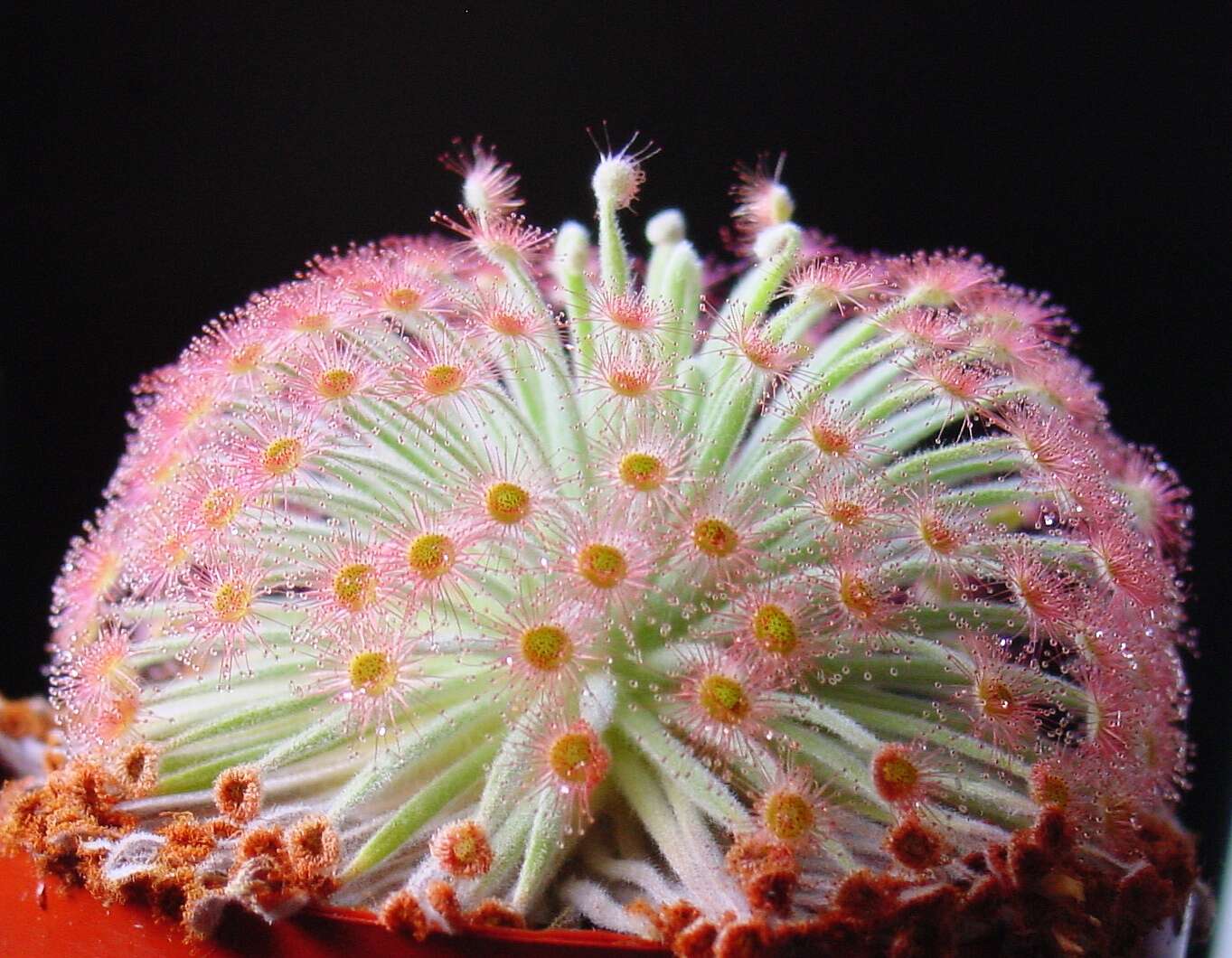 صورة Drosera derbyensis Lowrie