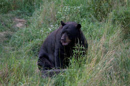 Image of American Black Bear