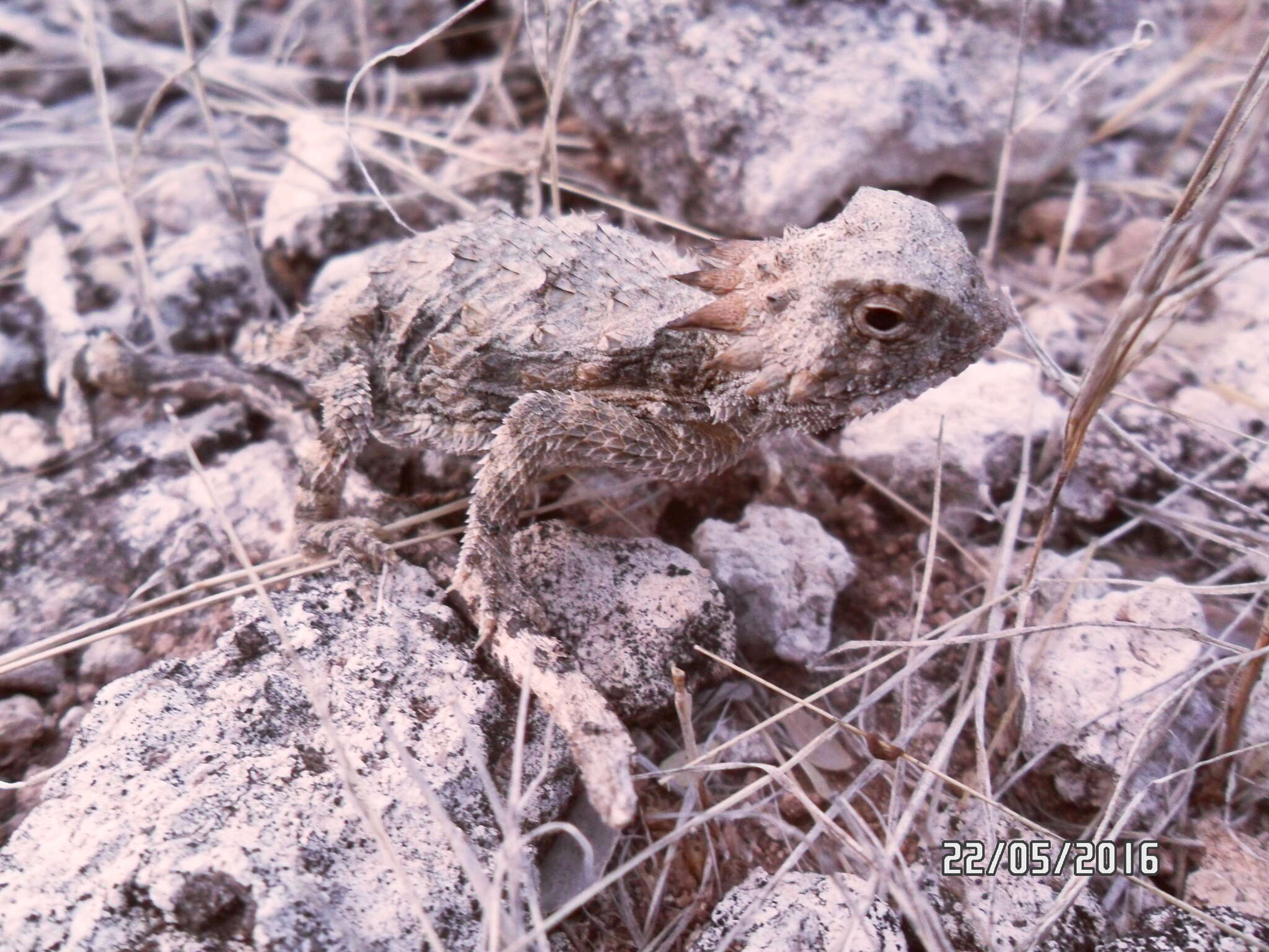 Image of Regal Horned Lizard