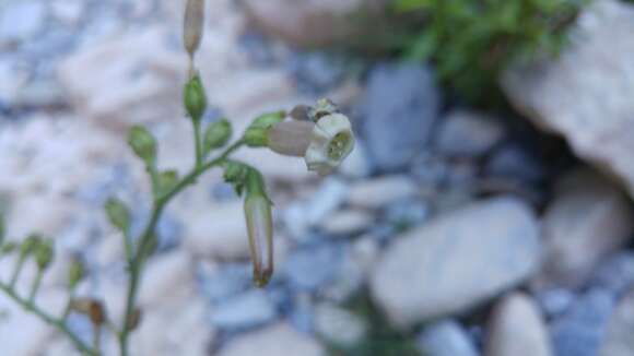 Image of Nicotiana nudicaulis S. Watson