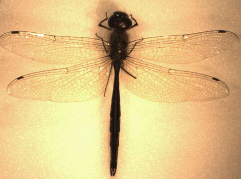 Image of Sentry Dragonfly