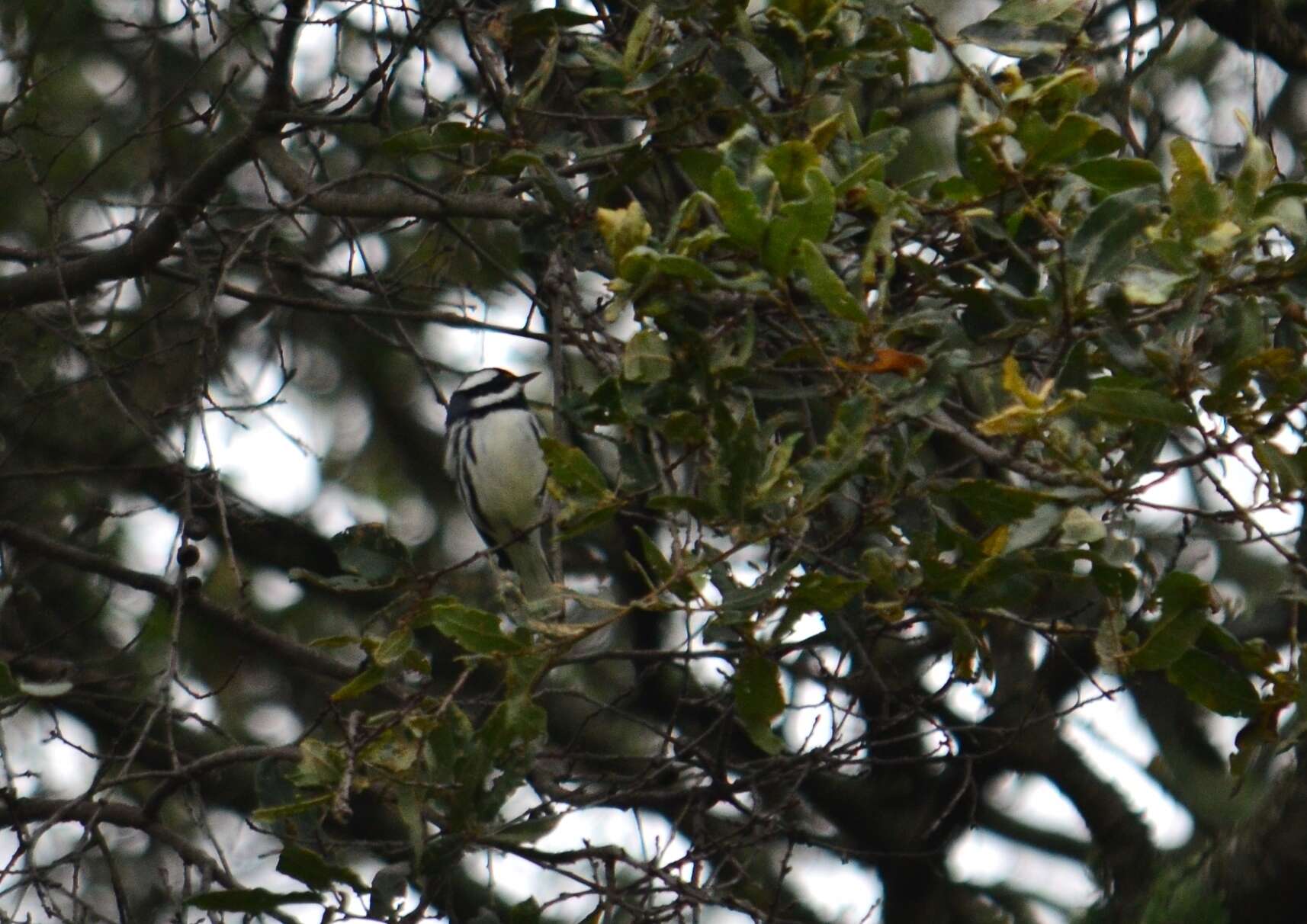 Image of Black-throated Grey Warbler