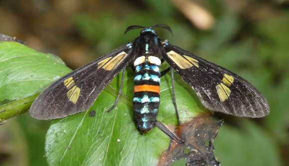 Plancia ëd Euchromia schoutedeni Debauche 1936