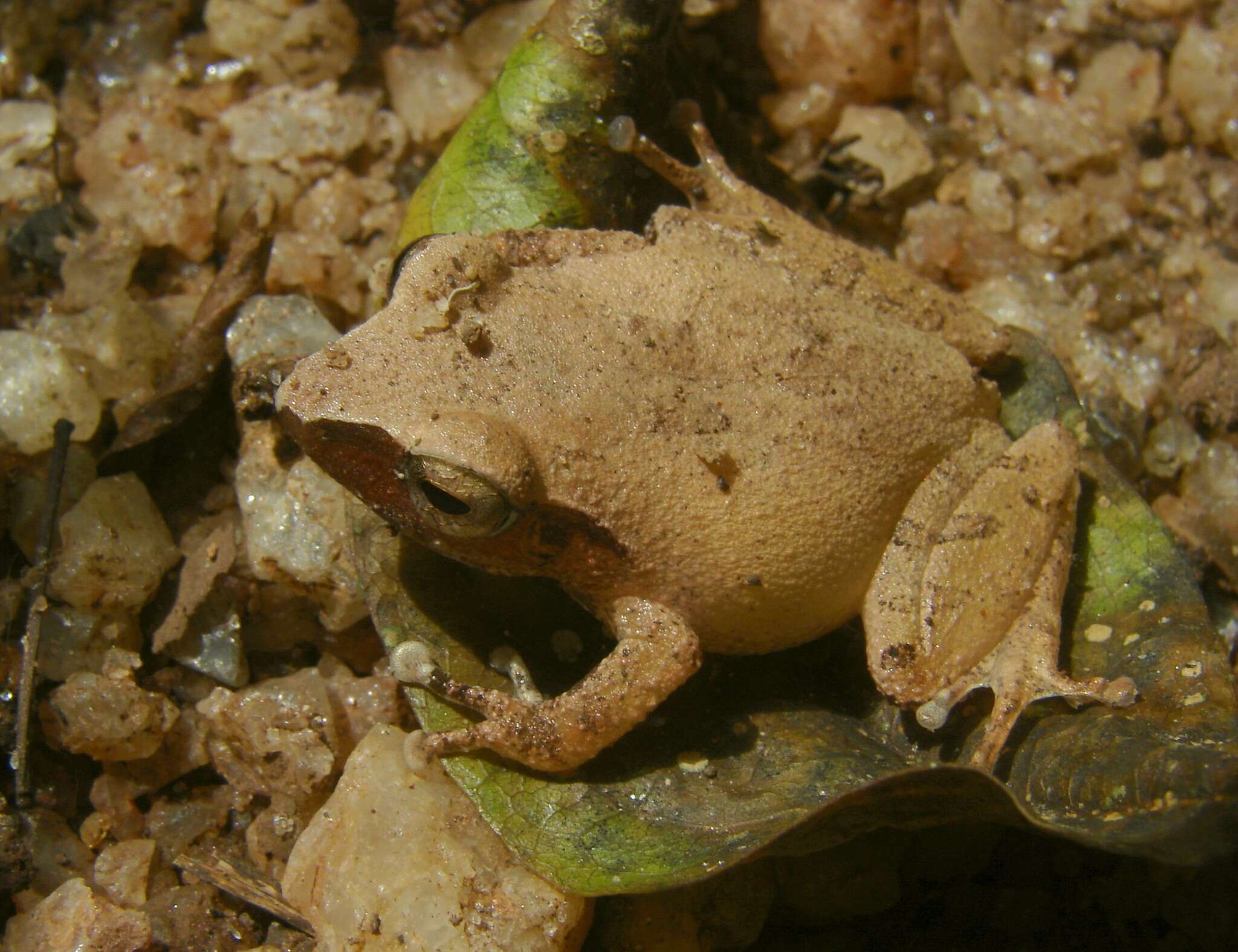 صورة Pseudophilautus schneideri Meegaskumbura & Manamendra-Arachchi 2011