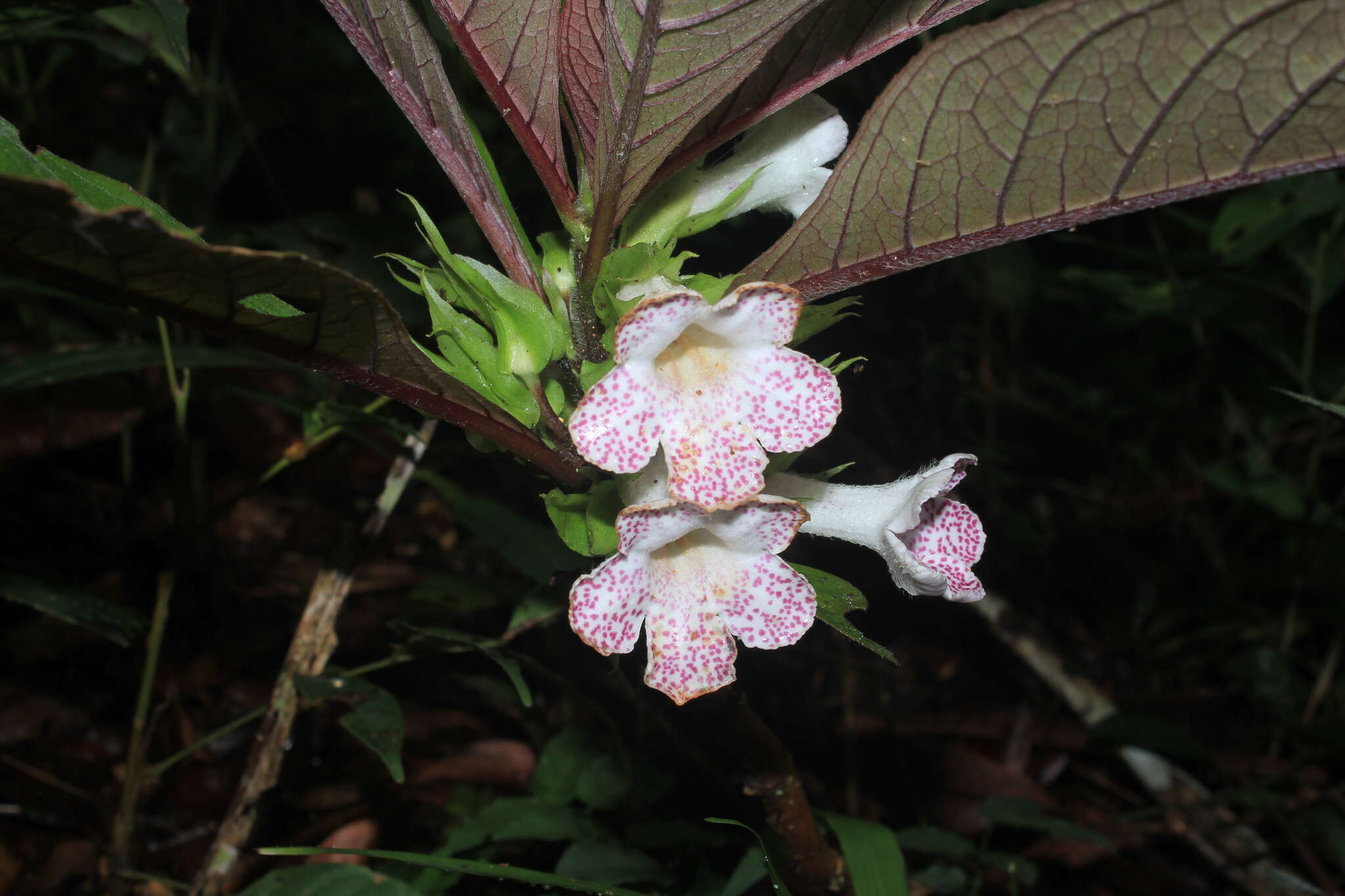 Sivun Nautilocalyx bracteatus (Planch.) Sprague kuva