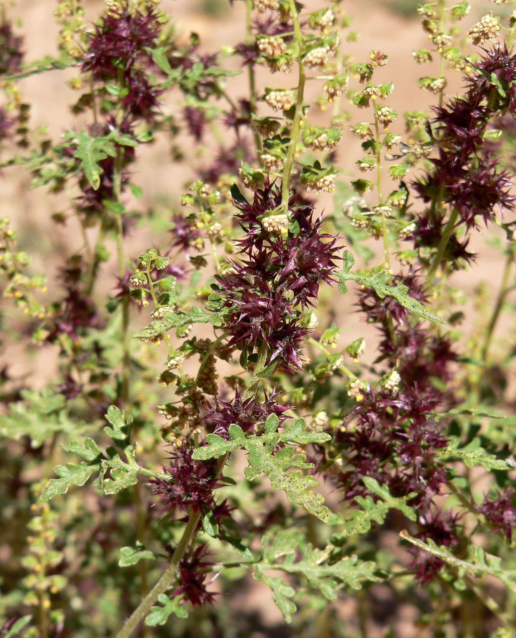 Image of ragweed