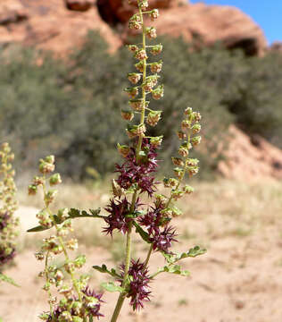 Ambrosia dumosa (A. Gray) Payne的圖片