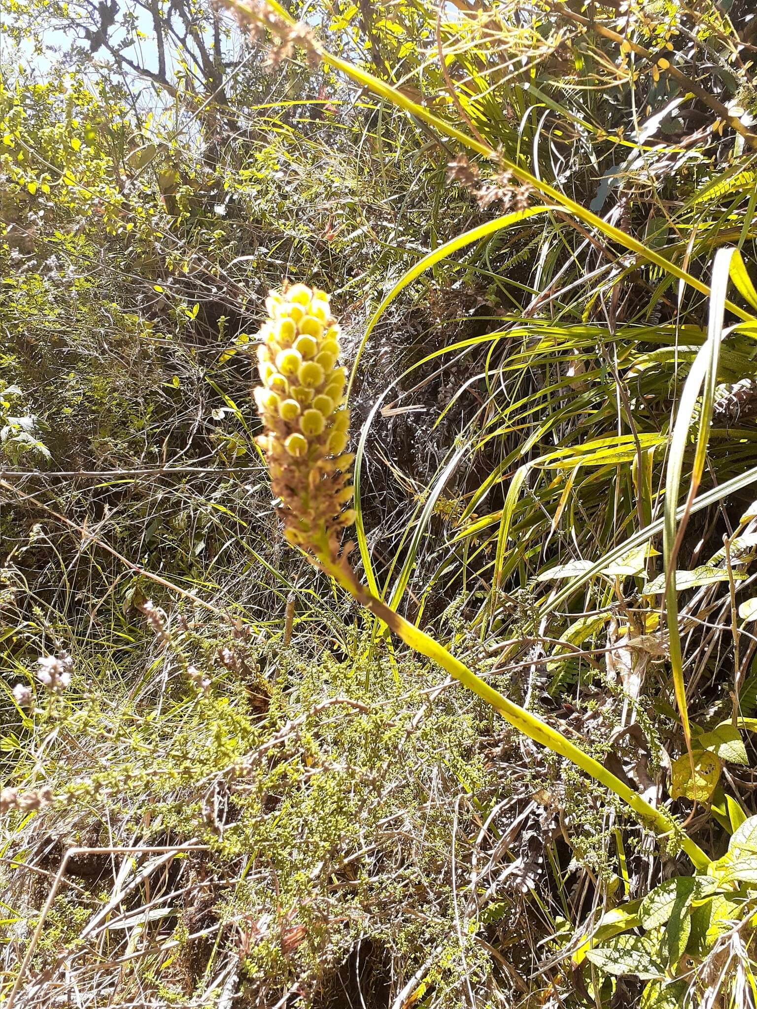 Altensteinia fimbriata Kunth的圖片