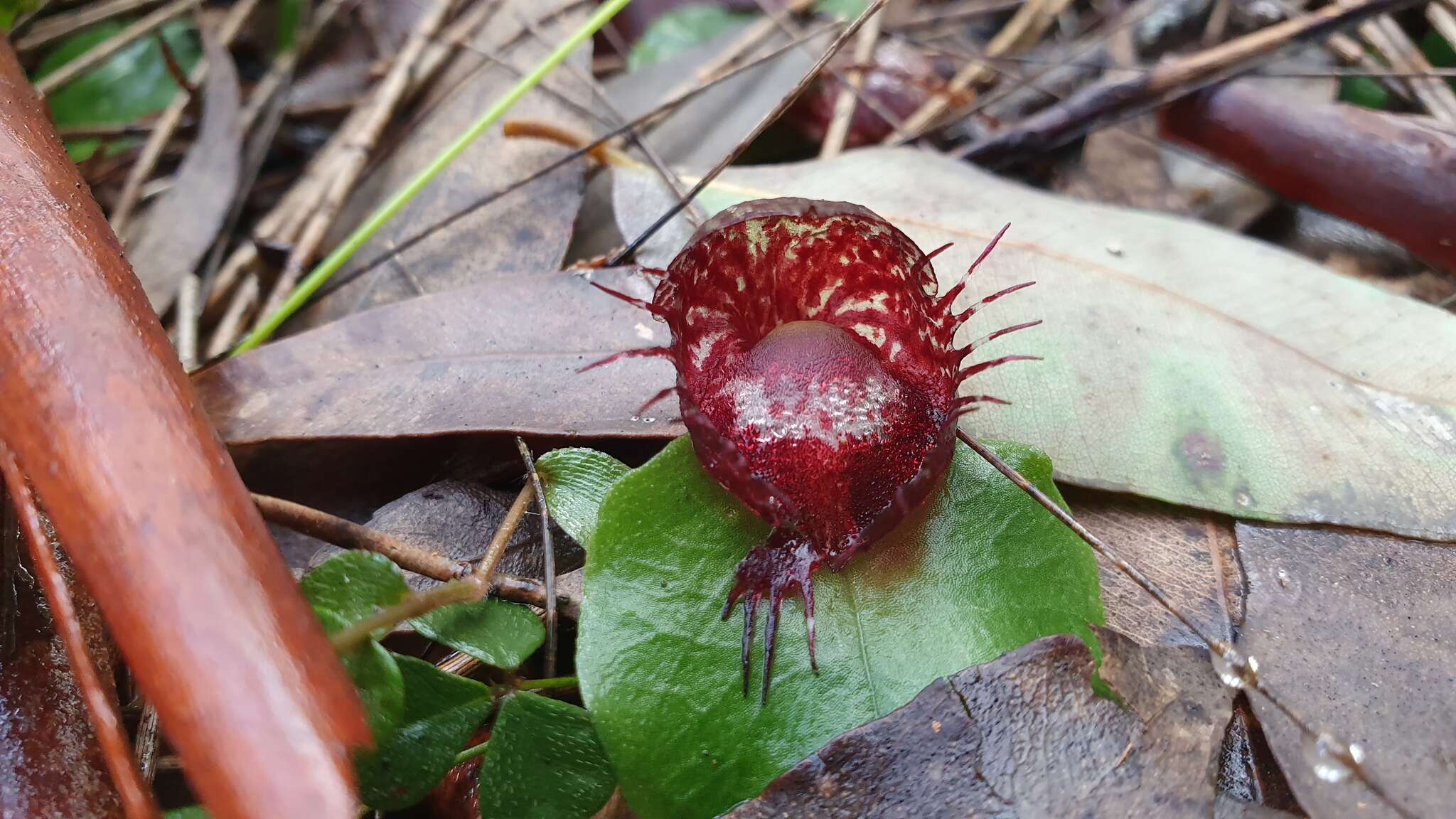 Image of Fringed helmet orchid