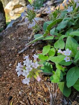 Draperia systyla (A. Gray) Torr. resmi