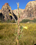 Image of longstem evening primrose