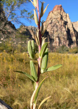 Oenothera longissima Rydberg的圖片