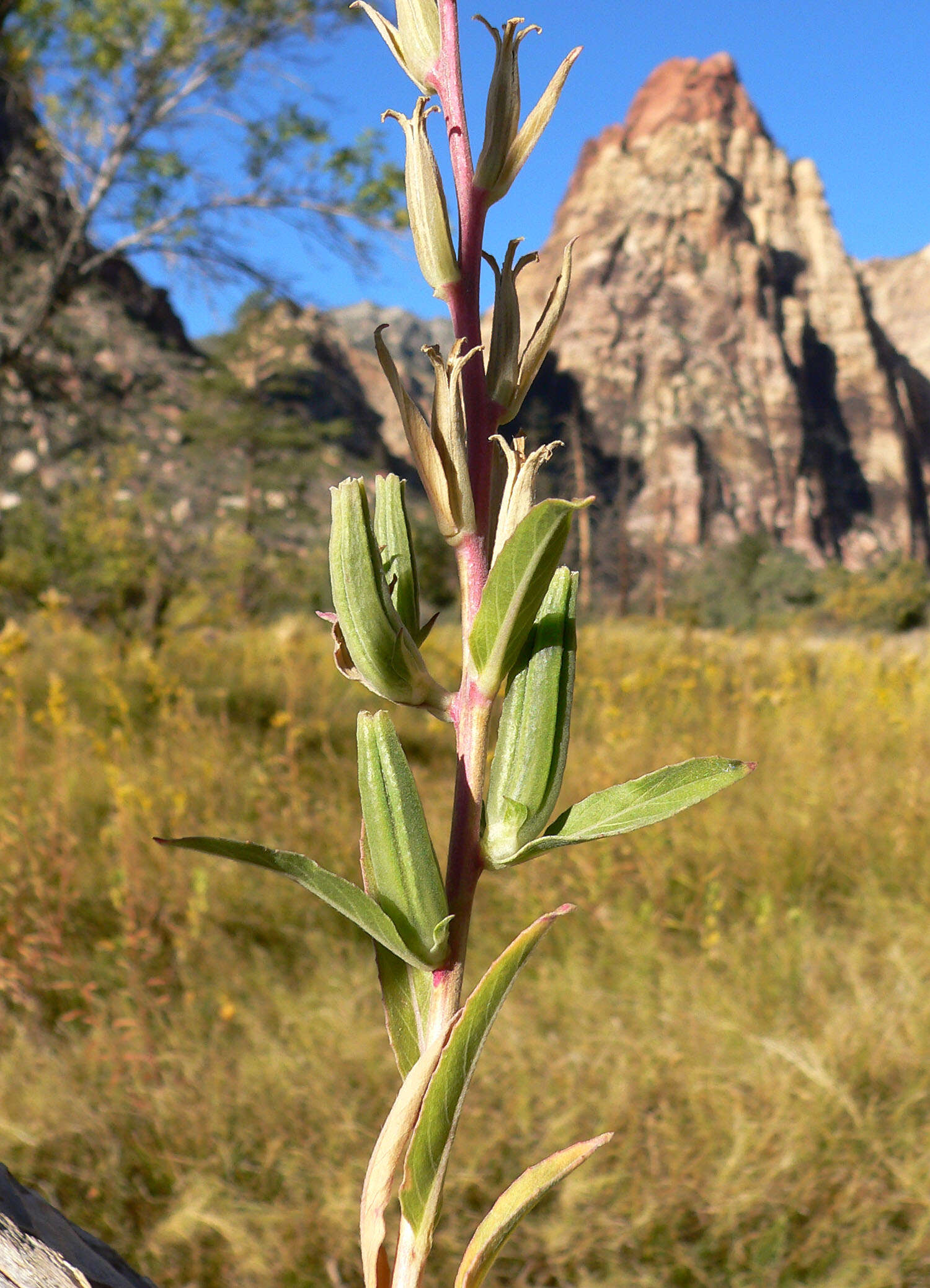 Image of longstem evening primrose