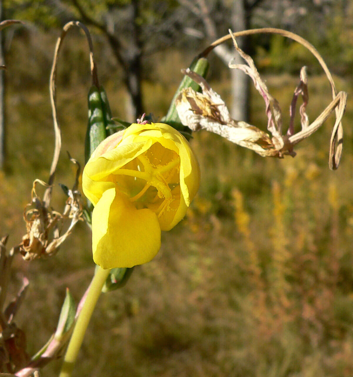 Image of longstem evening primrose