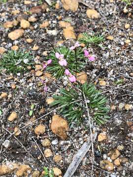 Stylidium caespitosum R. Br. resmi