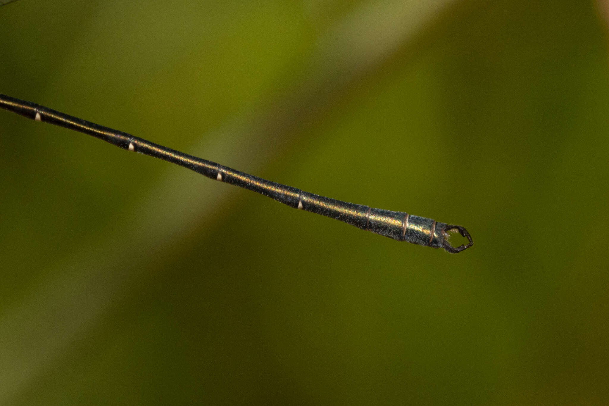 Image of Archiargiolestes pusillus (Tillyard 1908)