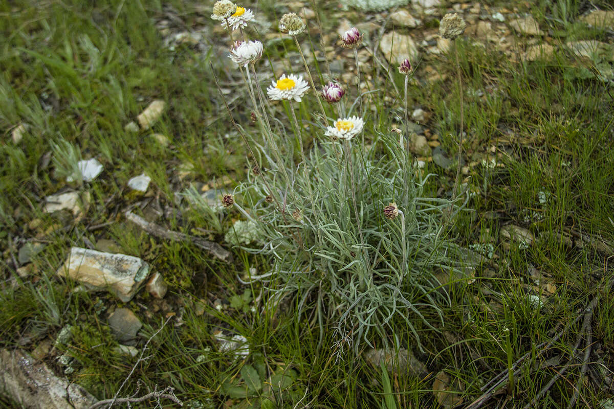 Image of Leucochrysum albicans subsp. tricolor (DC.) N. G. Walsh