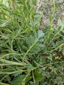 Image of Virginia pepperweed