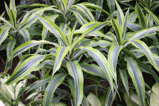 Image of fragrant dracaena