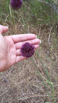 Image of broadleaf wild leek