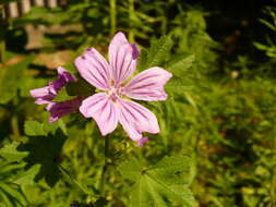 Image of high mallow