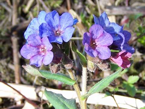 Image of Pulmonaria obscura Dumort.