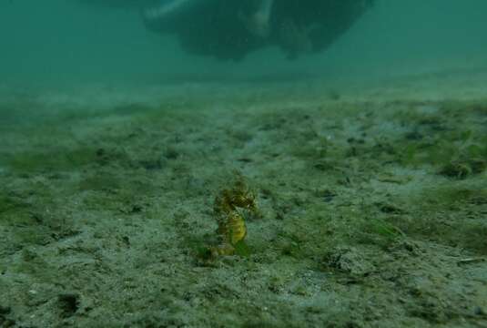 Image of Lined Seahorse