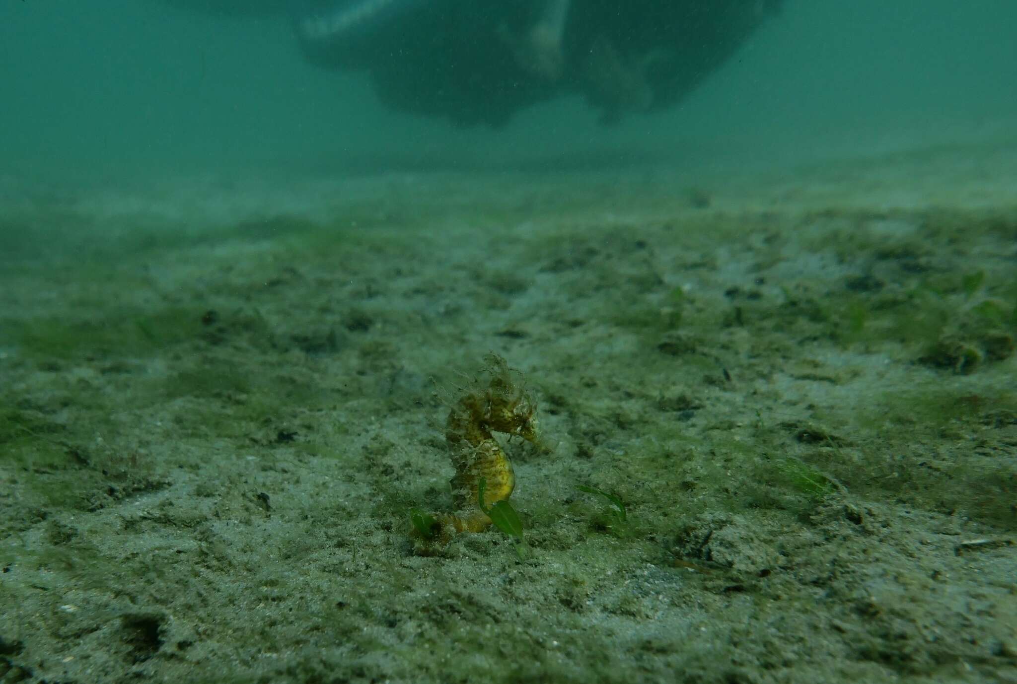 Image of Lined Seahorse