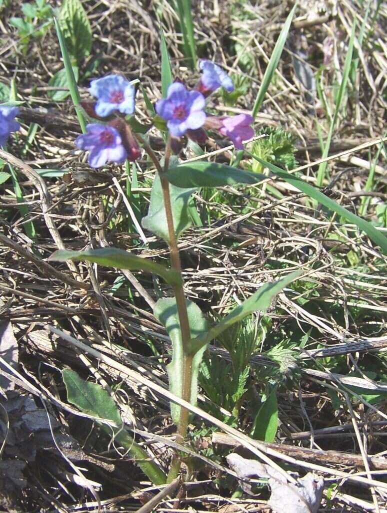 Image of Pulmonaria obscura Dumort.