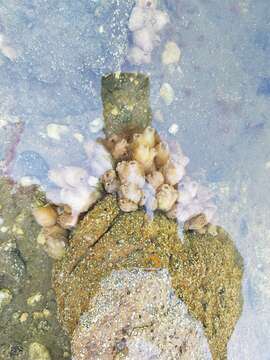 Image of Ascidian