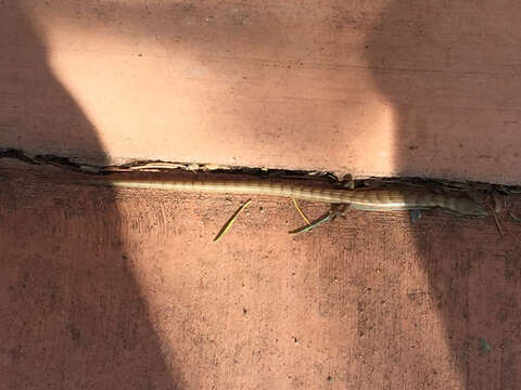 Image of Madrean Alligator Lizard